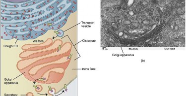 Cell Biology Archives - Page 2 of 18 - Pediaa.Com