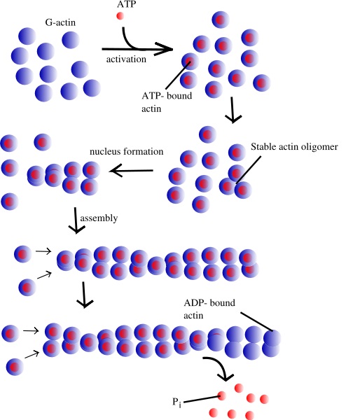 What is the Difference Between G Actin and F Actin - Pediaa.Com