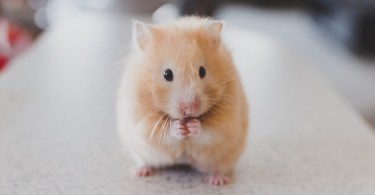 What is the Difference Between Hamster and Guinea Pig