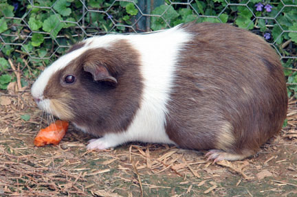 Main Difference - Hamster and Guinea Pig