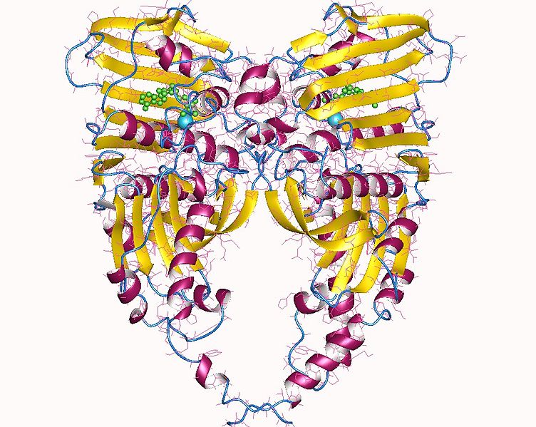 What is the Difference Between Helicase and Topoisomerase - Pediaa.Com