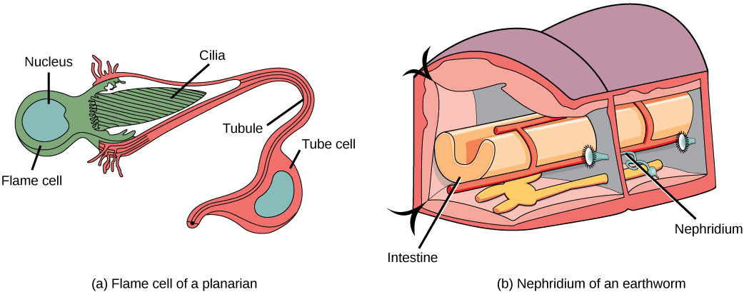 What is the Difference Between Nephridia and Malpighian Tubules_Figure 1