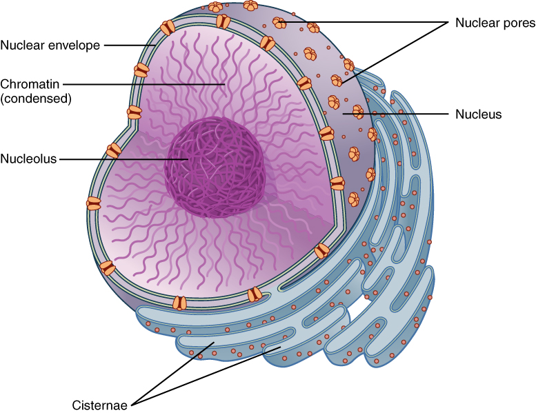 Main Difference - Nuclear Membrane and Nuclear Envelope