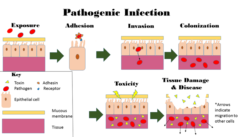 What Is The Difference Between Pathophysiology And Pathogenesis
