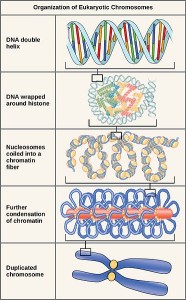 What is the Difference Between Prokaryotic and Eukaryotic Chromosomes