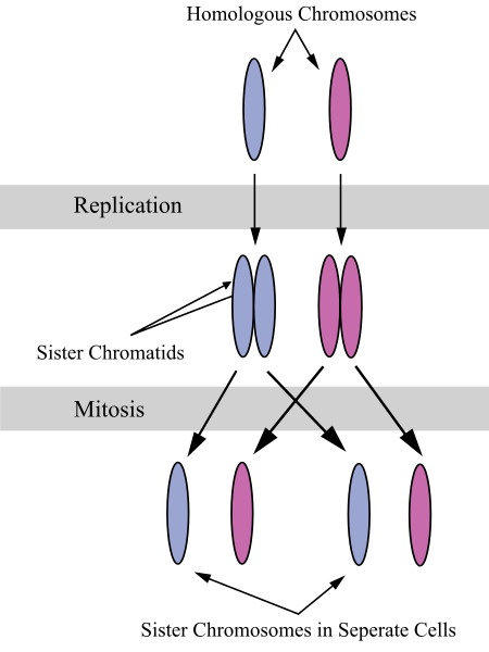 What Does Duplication Mean