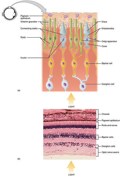 What Is The Difference Between Rod Cells And Cone Cells Pediaacom 7543