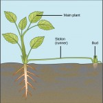 What is the Difference Between Stolon and Rhizome - Pediaa.Com