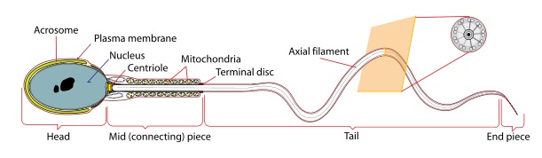 What Is An Undifferentiated Sperm Cell