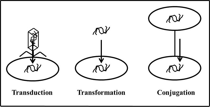 Difference Between Vertical and Horizontal Gene Transfer_Fig 02