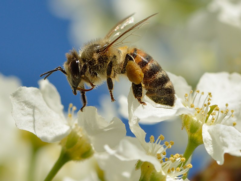 Difference Between Wild and Managed Pollinators_Figure 2