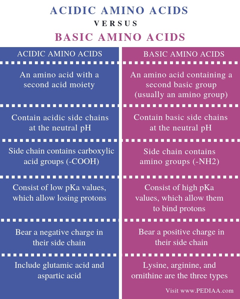 What is the Difference Between Acidic and Basic Amino Acids - Pediaa.Com