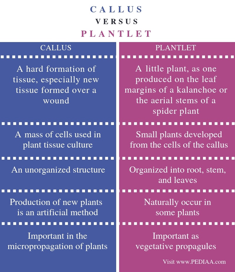 what-is-the-difference-between-callus-and-plantlet-pediaa-com