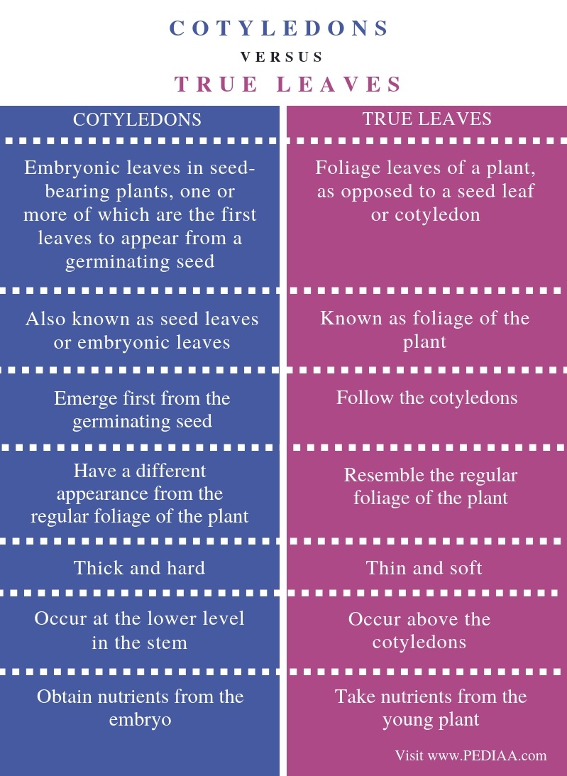 What is the Difference Between Cotyledons and True Leaves