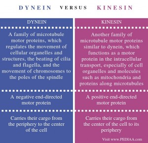 What is the Difference Between Dynein and Kinesin - Pediaa.Com