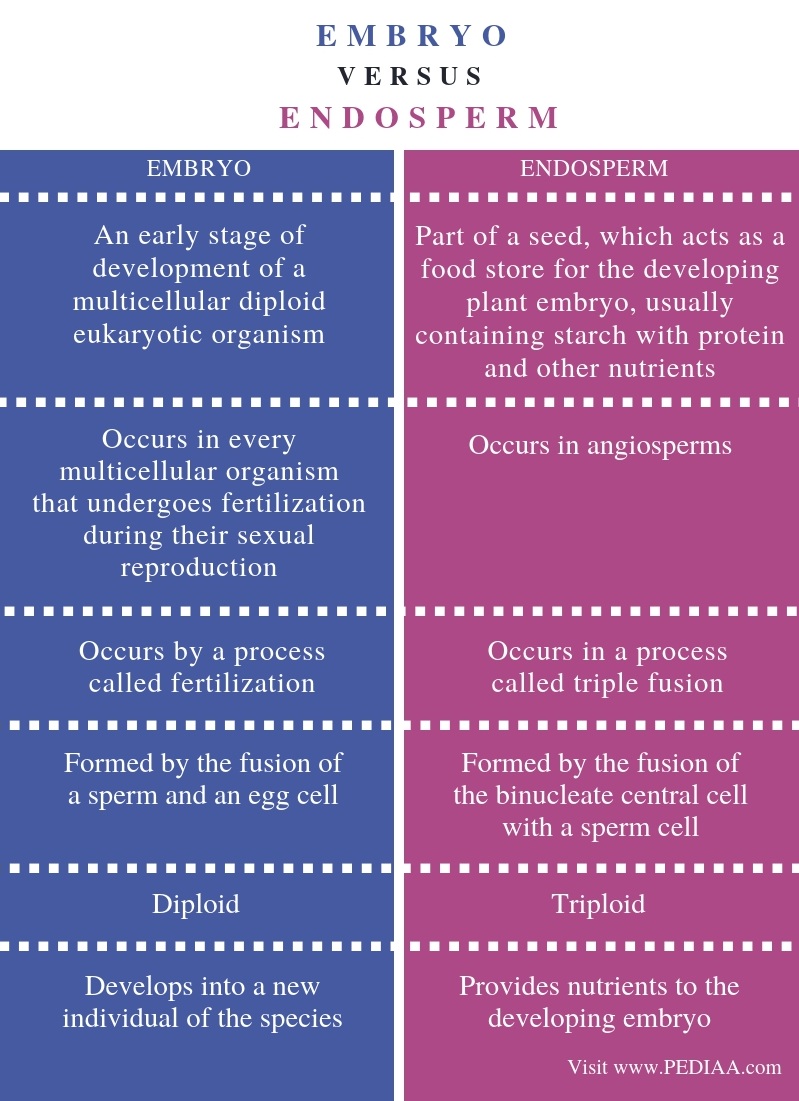 Difference Between Embryo and Endosperm -Comparison Summary