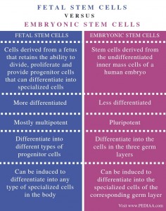 What is the Difference Between Fetal and Embryonic Stem Cells - Pediaa.Com