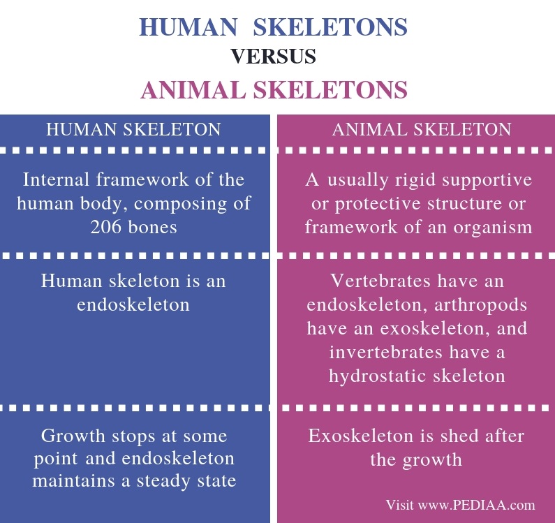 Differences Between Human and Animal Skeletons - Comparison Summary