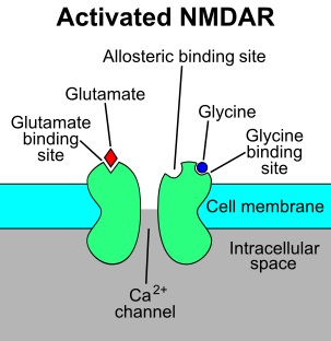 What Is The Difference Between AMPA And NMDA Receptors Pediaa Com