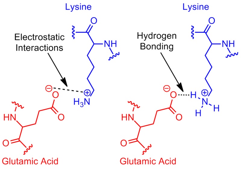 do alpha helices have a lot of hydrophobic amino acids