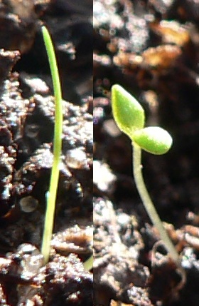 What is the Difference Between Cotyledons and True Leaves_Figure 1