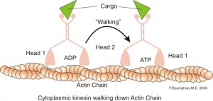 What is the Difference Between Dynein and Kinesin - Pediaa.Com