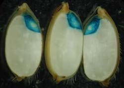 Difference Between Embryo and Endosperm