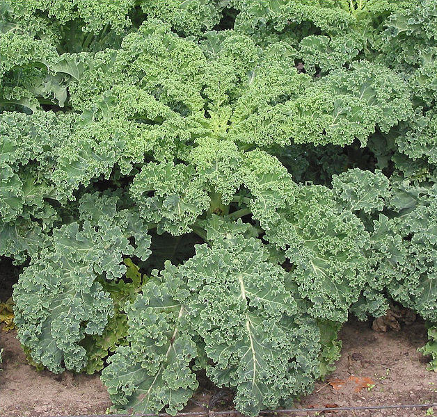 What is the Difference Between Kale and Spinach