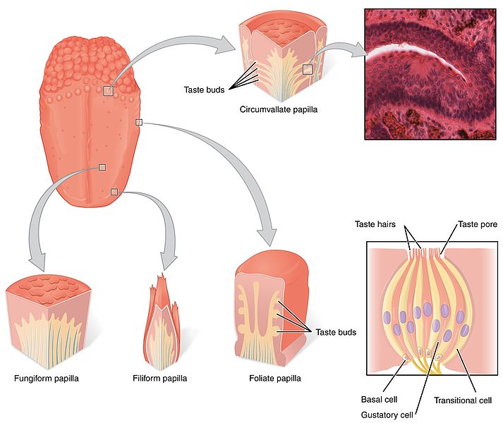 what-is-the-difference-between-olfactory-and-gustatory-receptors