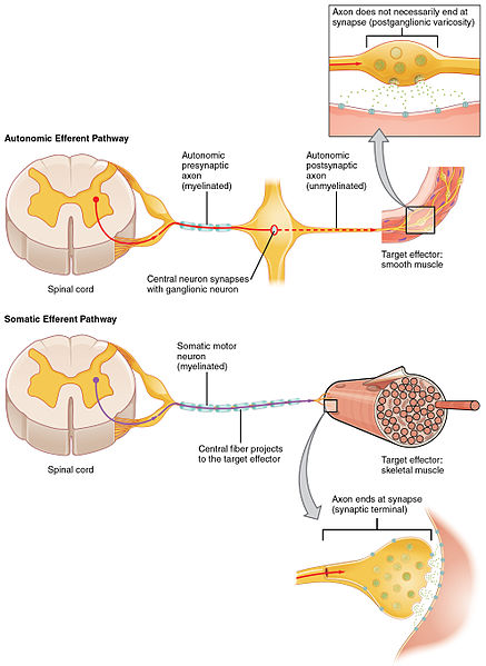 What is the Difference Between Somatic and Visceral Reflex - Pediaa.Com