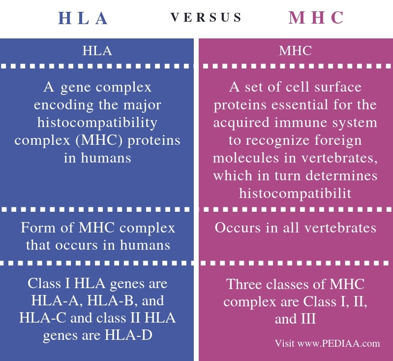 What Is The Difference Between HLA And MHC - Pediaa.Com