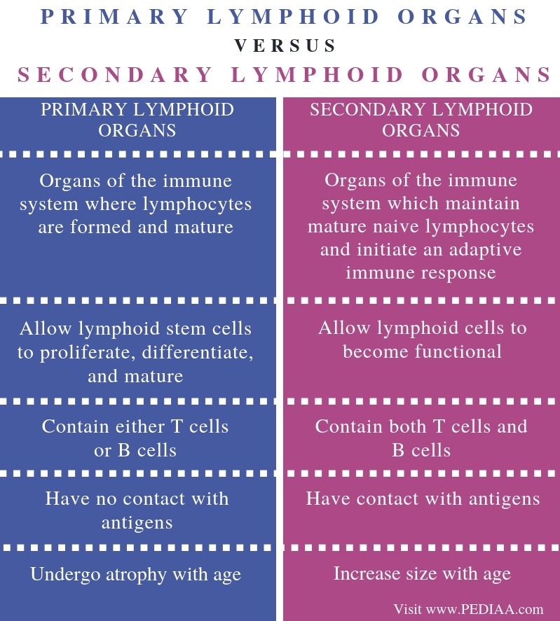 What is the Difference Between Primary and Secondary Lymphoid Organs
