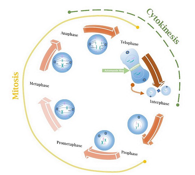 what-is-the-difference-between-cell-proliferation-and-cell