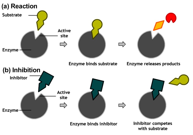 mixed inhibition graph