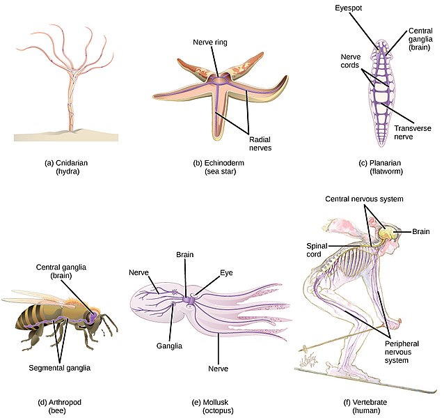 what-is-the-difference-between-diffuse-and-centralized-nervous-system