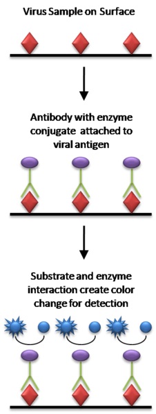 What is the Difference Between ELISA and Dot ELISA - Pediaa.Com