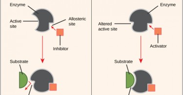 What is the Difference Between Enzyme Activator and Enzyme Inhibitor