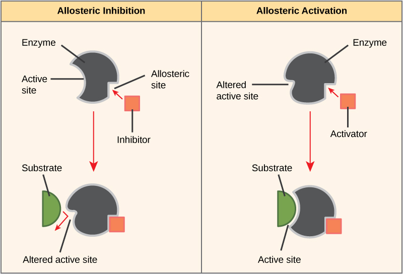 What is the Difference Between Enzyme Activator and Enzyme Inhibitor