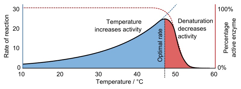 what-is-the-difference-between-enzyme-activity-and-specific-activity