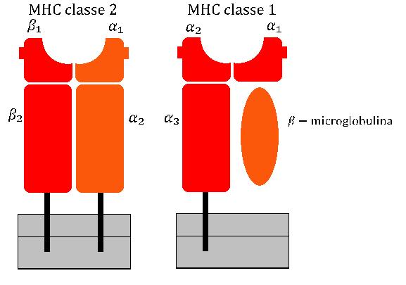 Main Difference - HLA and MHC