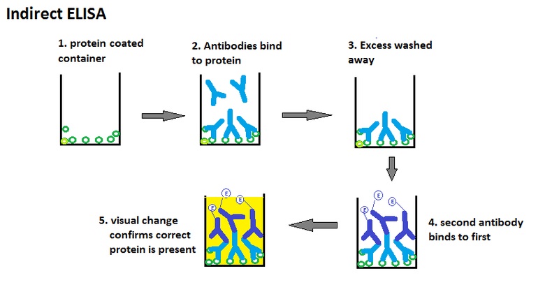 What is the Difference Between Indirect and Sandwich ELISA - Pediaa.Com
