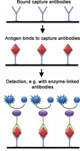 What is the Difference Between Indirect and Sandwich ELISA - Pediaa.Com