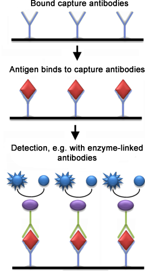 What is the Difference Between Indirect and Sandwich ELISA - Pediaa.Com