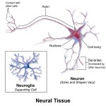 What is the Difference Between Nervous Tissue and Nervous System ...