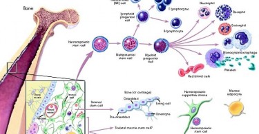 What is the Difference Between Primary and Secondary Lymphoid Organs