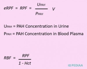 What is the Difference Between Renal Plasma Flow and Renal Blood Flow