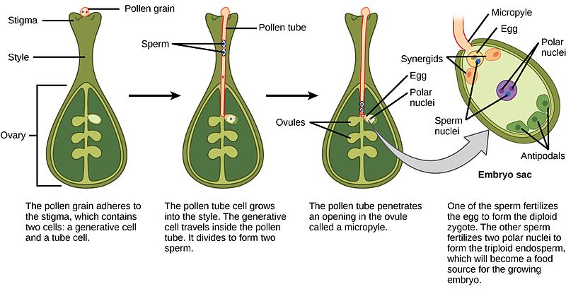 Difference Between Synergid and Egg Cell