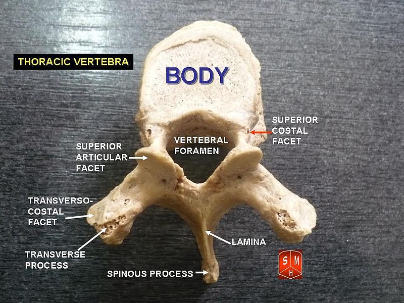 What is the Difference Between Thoracic and Lumbar Vertebrae