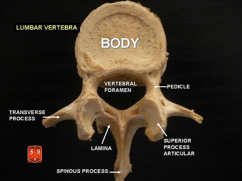 Difference Between Thoracic and Lumbar Vertebrae