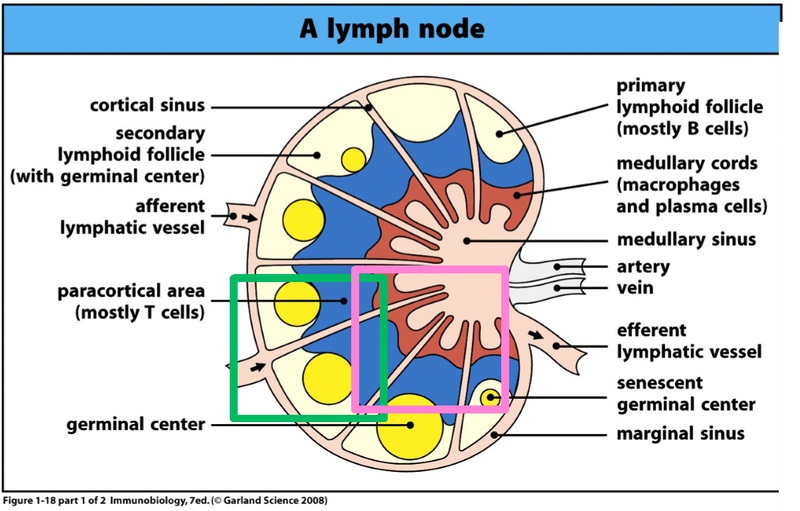 Difference Between Tonsils and Lymph Nodes